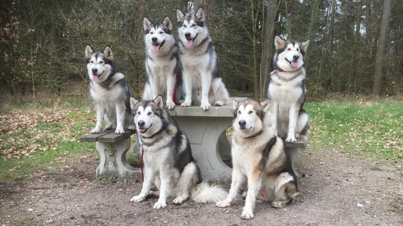 PuppyFindEurope's tweet photo. 🐶❄️ Alaskan Malamute Puppies: Majestic, Loyal, and Adventure-Ready! Find your perfect pup with Puppy Find Europe. 🌍🤝 #AlaskanMalamute #PuppyLove #PuppyFindEurope https://t.co/xfErlDN7AT