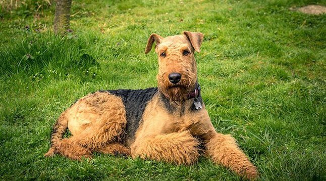 PuppyFindEurope's tweet photo. 🐶❤️ Airedale Terrier Puppies: Intelligent, Versatile, and Full of Charm! Find your perfect pup with Puppy Find Europe. 🌍🤝 #AiredaleTerrier #PuppyLove #PuppyFindEurope https://t.co/bqXdjWLQlG