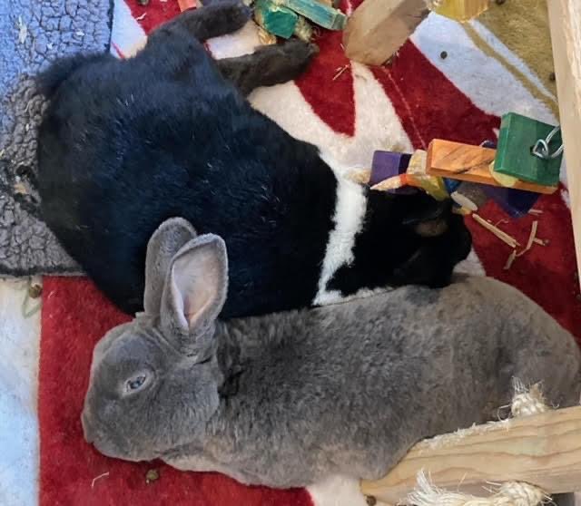 Pancho (gray) is a senior bunny who was adopted from HRS HQ recently as a friend for Tuxi, also a senior. 💘

“Pancho & Tuxi seem very happy and are always together... I just adore them! Tuxi is very happy now!!!'

Learn more about adopting from HRS HQ: rabbitcenter.org