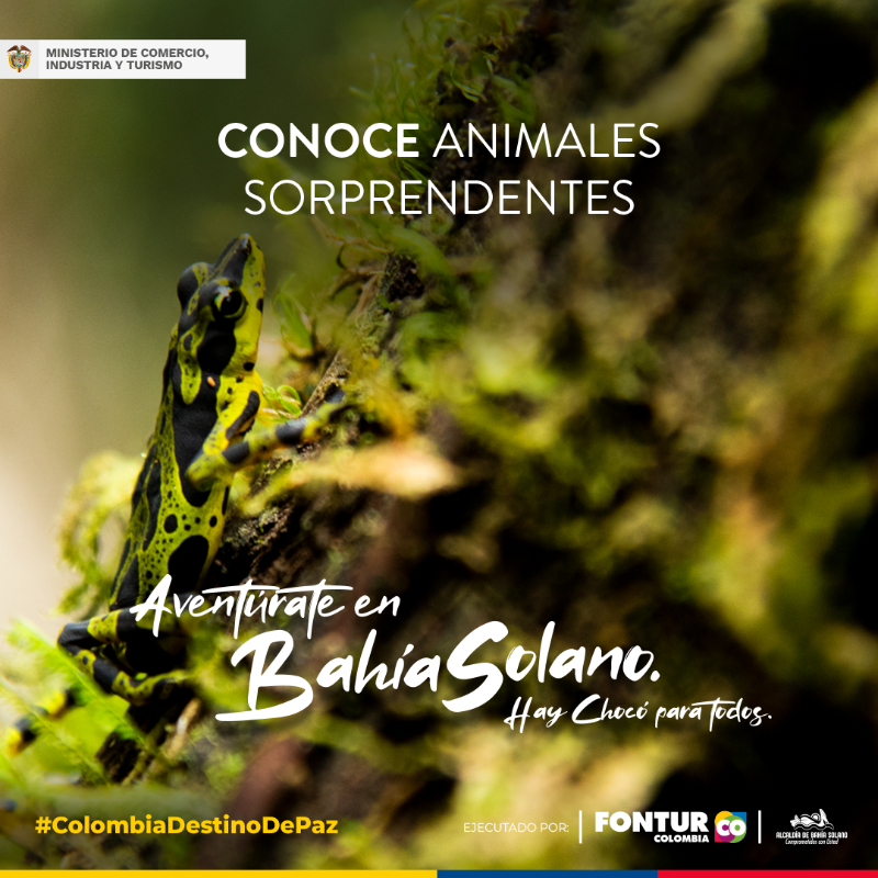 fonturcol's tweet photo. Adéntrate en la belleza natural de #BahíaSolano donde el mar y la selva se combinan para ofrecerte una experiencia inolvidable. #ColombiaDestinoDePaz #DescubreColombia #TurismoDePaz “JusticiaAmbiental #GobiernoDelCambio