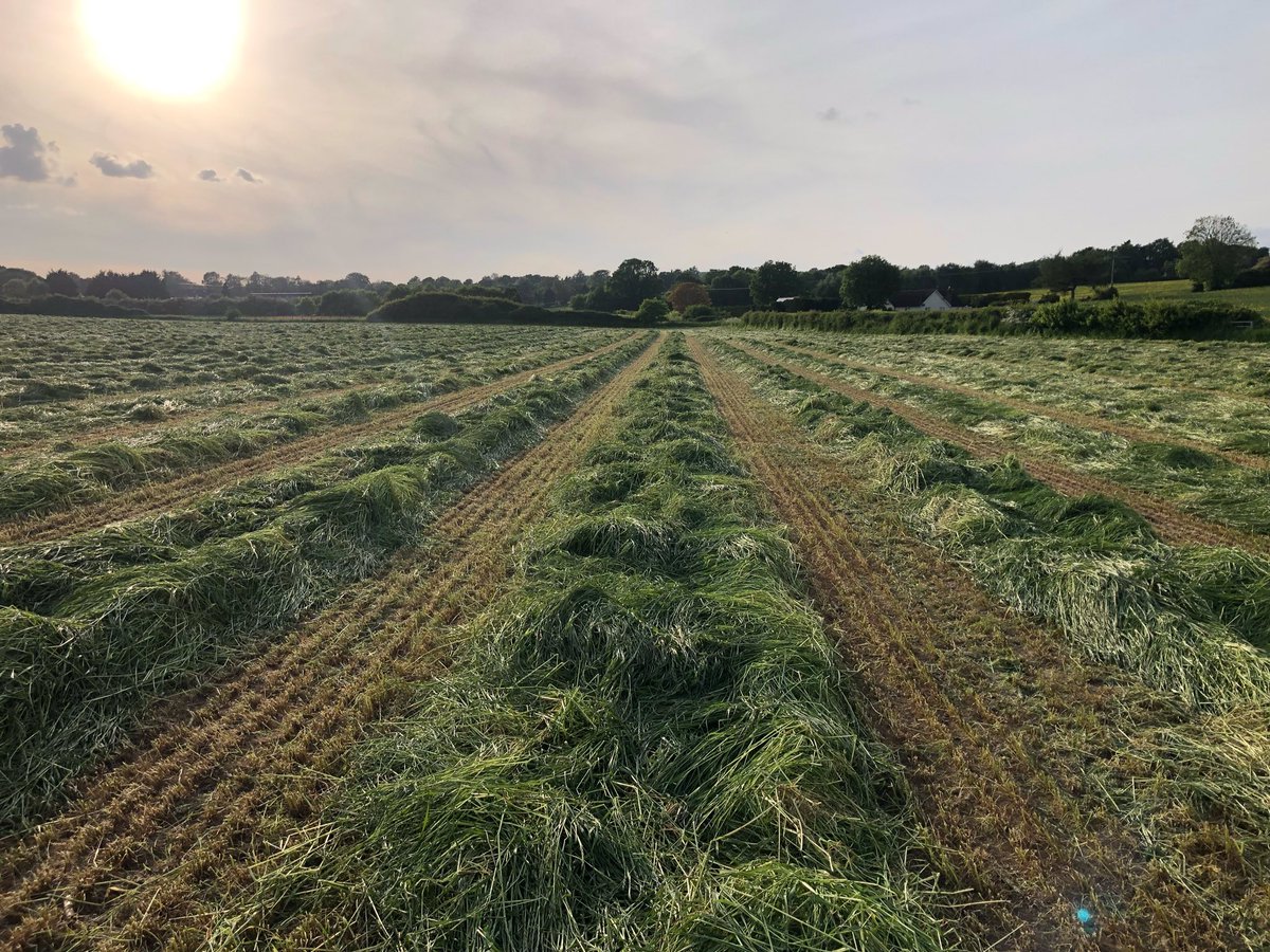 Lyburn Cheese (@lyburncheese) on Twitter photo Grass all cut and on the ground ready for chopping. Fields now dry enough to travel. Winter feed for the Lyburn cows.
@HantsFarmersMkt <a href="/HampshireFare/">Hampshire Fare</a> <a href="/NewForestMarque/">New Forest Marque</a> Grass all cut and on the ground ready for chopping. Fields now dry enough to travel. Winter feed for the Lyburn cows.
@HantsFarmersMkt <a href="/HampshireFare/">Hampshire Fare</a> <a href="/NewForestMarque/">New Forest Marque</a>