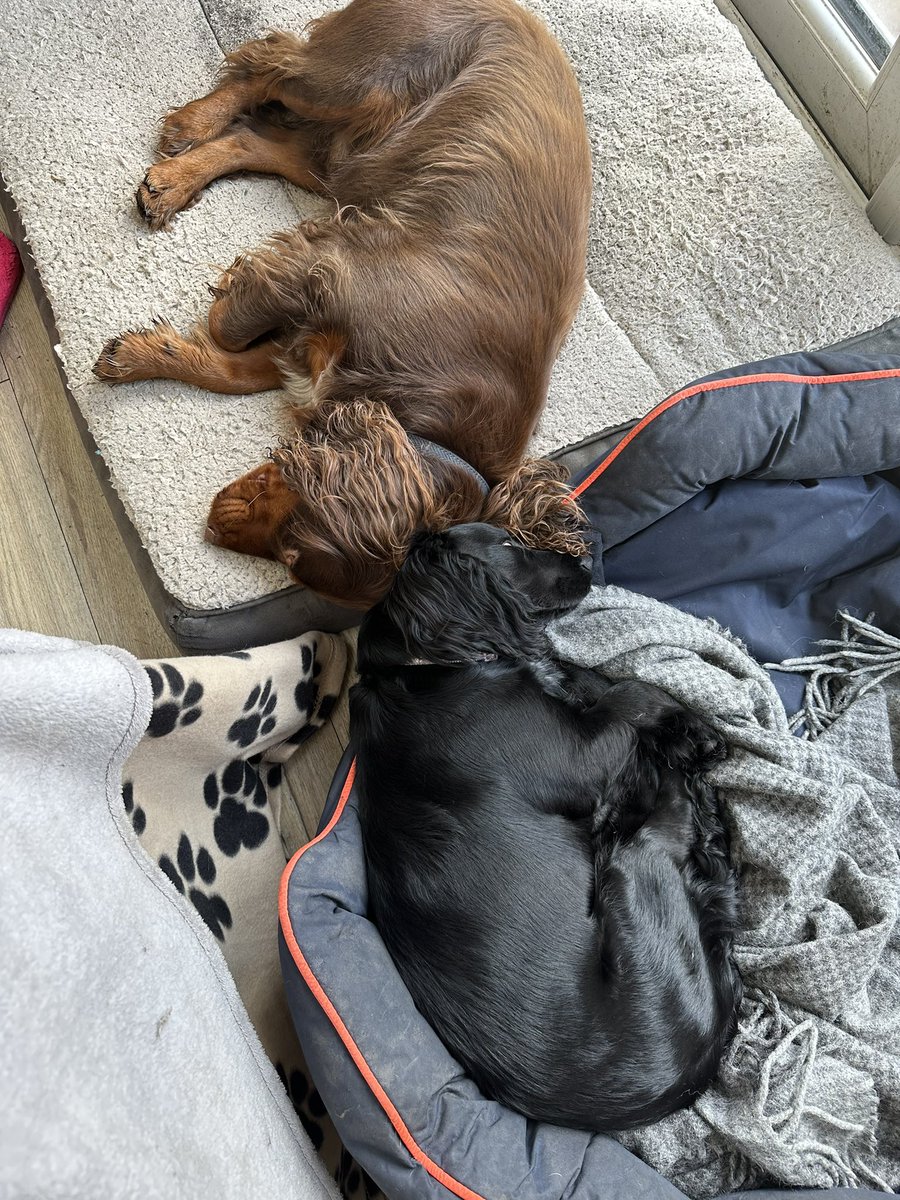 david mcdonald tweet media