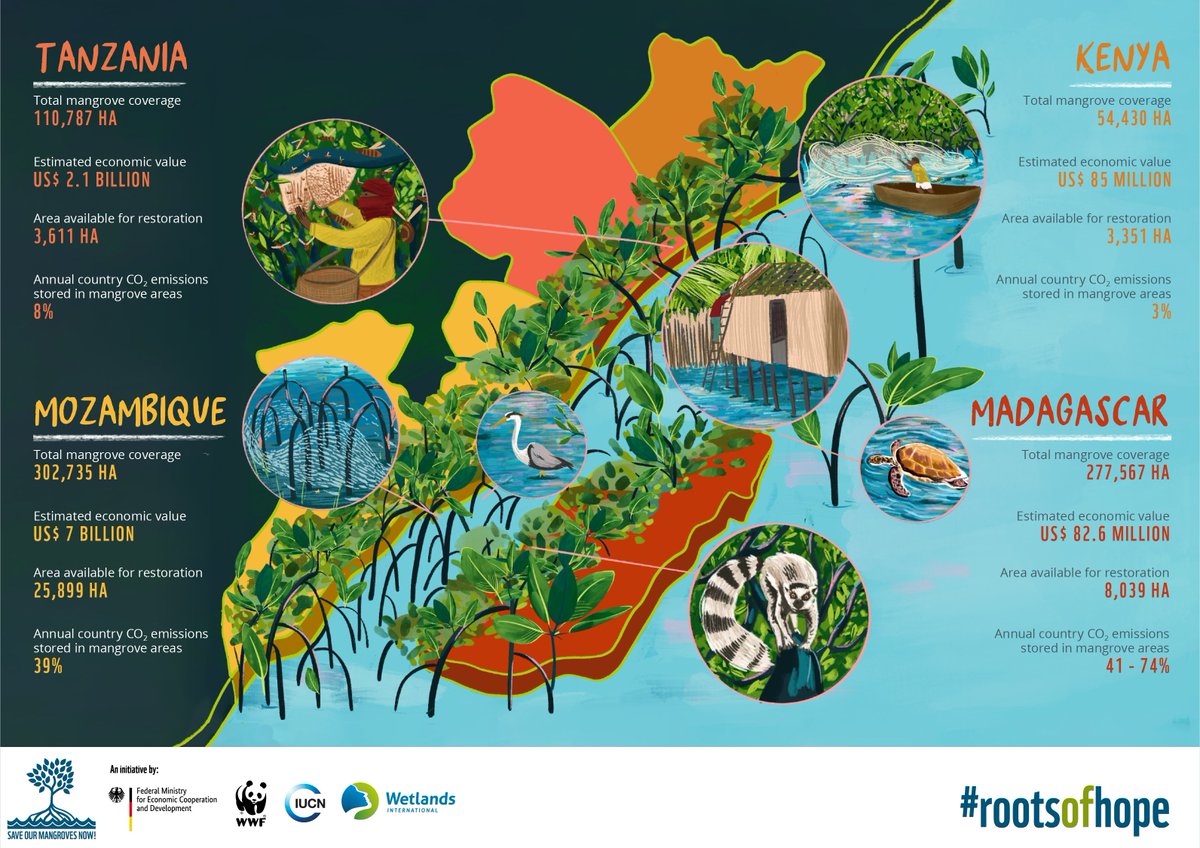 Mangroves matter to each + every one of us. They are #RootsOfHope for:

🦀 #Biodiversity
🌱#CarbonCapture
🐠 #LocalEconomy

Full @MangrovesNow report➡️ bit.ly/3eAj7kq

via @iucn @wwf @wetlands international @greenhousecomms