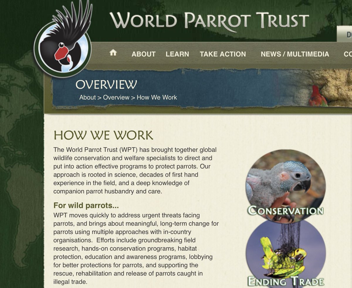 The @ParrotTrust is a great resource to get informed with initiatives towards protecting wild parrots. They have have programs all around the world and continue to work towards ending parrot trafficking. #parrottrafficking #worldparrottrust #wildlife #parrots #39canimals