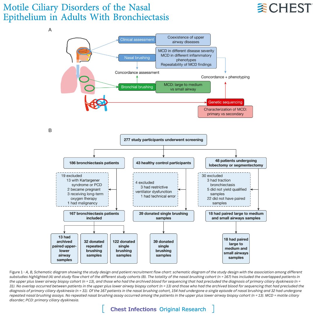 journal_CHEST's tweet photo. New research on adults with #Bronchiectasis reveals that motile ciliary disorder is present in 89.8% of patients, with abnormal staining patterns of ultrastructural markers. Read the full research in the May issue: https://t.co/YYTe10GfY7
#CHESTInfections #MedEd #MedTwitter https://t.co/ZnWMQQ1KzM