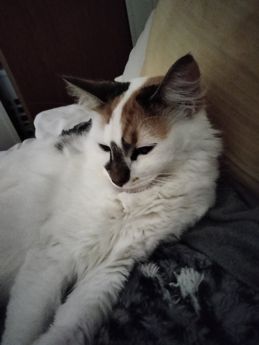 skyler_ladd's tweet photo. #cats https://t.co/vI3SVCTce6