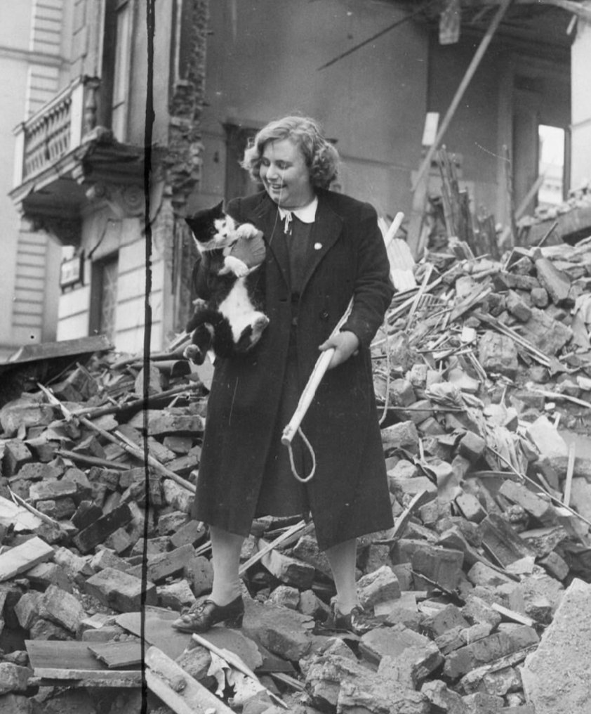 'Miss Iris Davis, a nineteen year old from Clapham, London... spends a great deal of time recovering cats with the aid of a 'lassoo' from the debris of bombed house. So far she has rescued six hundred of these feline strays.' 1940. iwm.org.uk/collections/it…