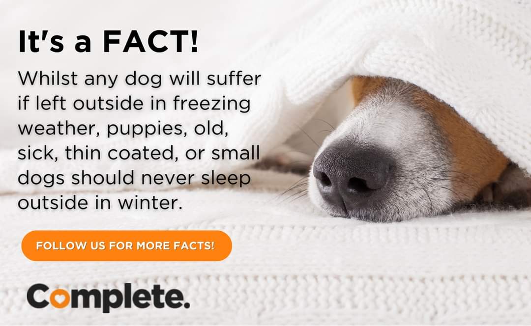 CompletePetfood's tweet image. Dogs can get hypothermia if left outside in cold weather. Hypothermia occurs when a dog’s body temperature drops too low. Severe hypothermia can lead to coma and death. ❄️🐕❄️

#colddogs #winterdogs #doghealth #dogcare #doghealth #sleepinside #pets