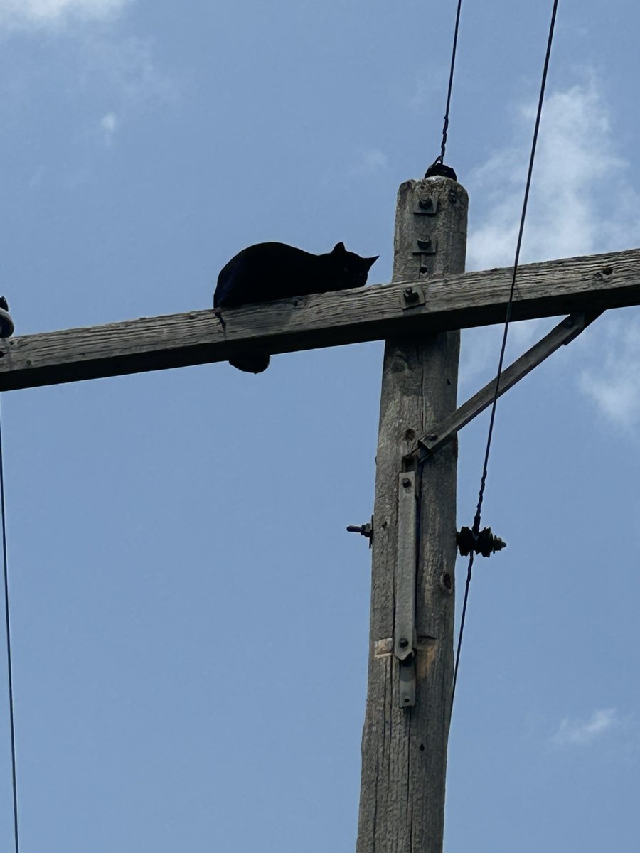 We are happy to report that the cat was brought down safely. Thank you to our customer for giving us a call. Never try to remove an animal, balloon, or anything from a power line. It's dangerous & could cause serious injuries or death. #CCPPD #StaySafe #WeAreHereToHelp