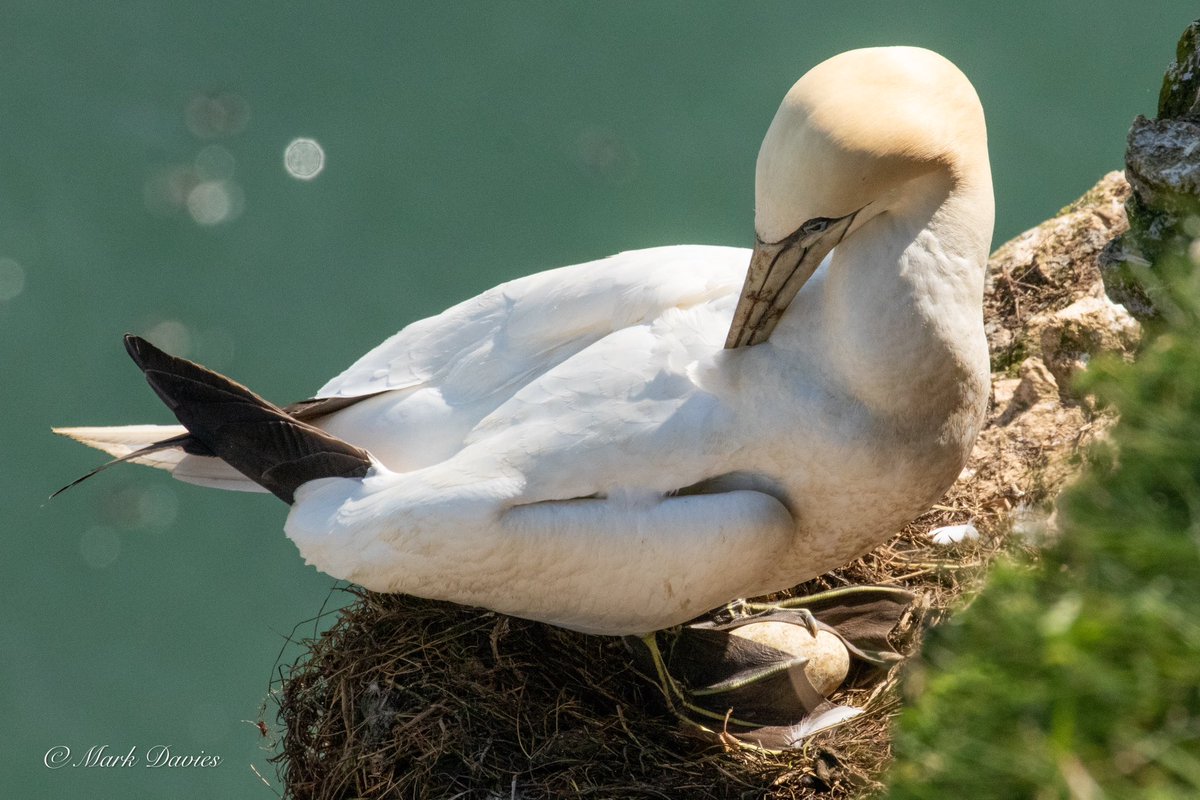 Marky64's tweet photo. #Gannet at @Bempton_Cliffs with an egg https://t.co/1VYl3WLarf