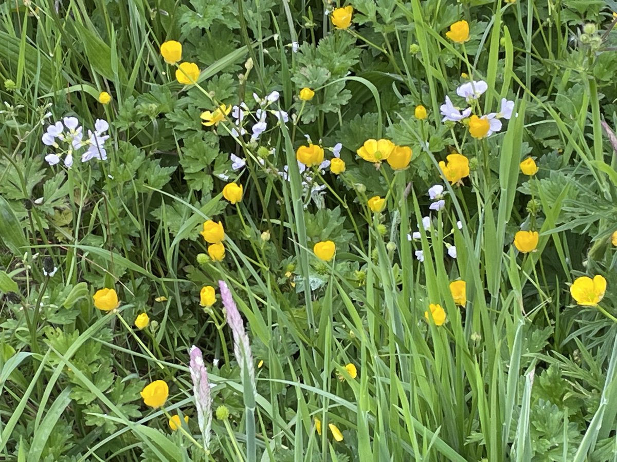 Love this leaving green areas to just do their own thing #5kadayformay #noticenature #connemara #wildflowers