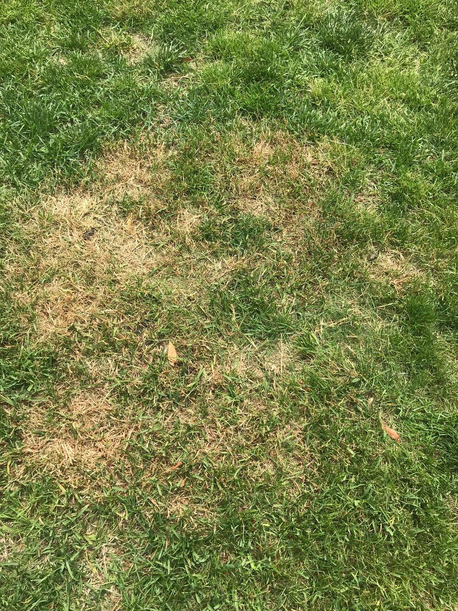 A very interesting (& very often not in a good way) spring for St. Augustinegrass in eastern VA. Here's a summary of what @VBVTTurf & Dr. Jeff Derr are seeing around the Va Beach area: tinyurl.com/StAugDamage2023 #vaturf