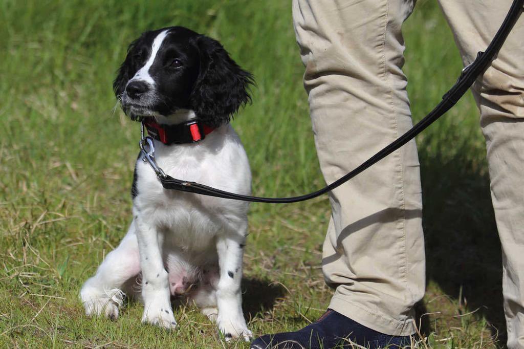 @TomGaymor @LandoNorris @McLarenF1 @MetTaskforce @lrpduk Cute a springer spaniel, I’ve got one too. He’s 18 weeks now.