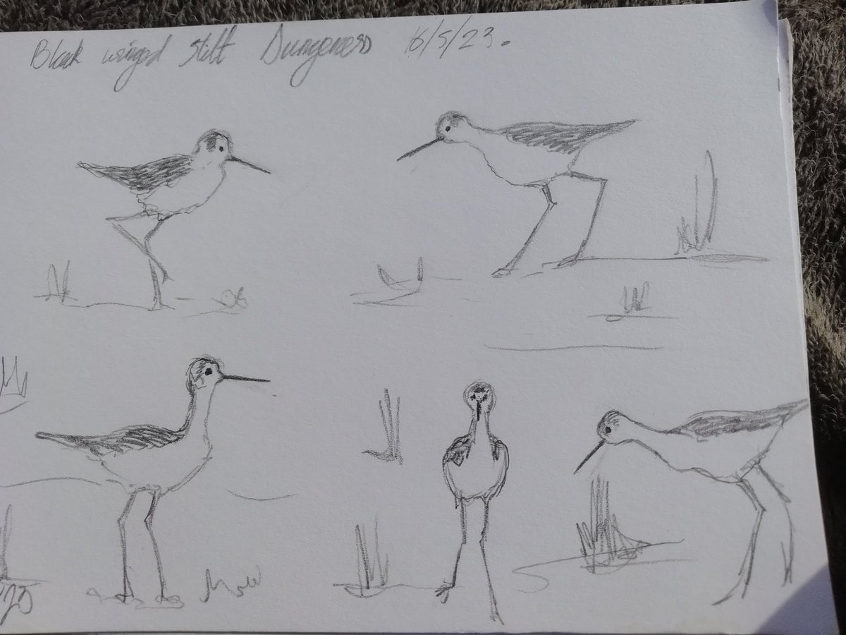 Black Winged Stilt at Dungeness a few days ago. <a href="/RSPBDungeness/">RSPB Dungeness</a> @BirdlineSouthEast