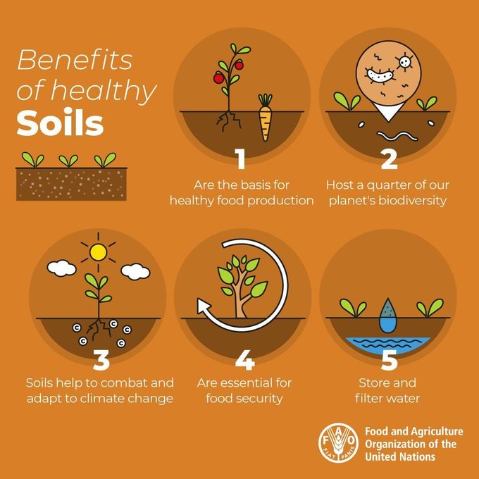 Did you know soil is a living resource, home to more than 25% of our 🌎's #biodiversity? 

Soil biodiversity is key to global food security, we need to protect our soils!  

Via @FAOAfrica