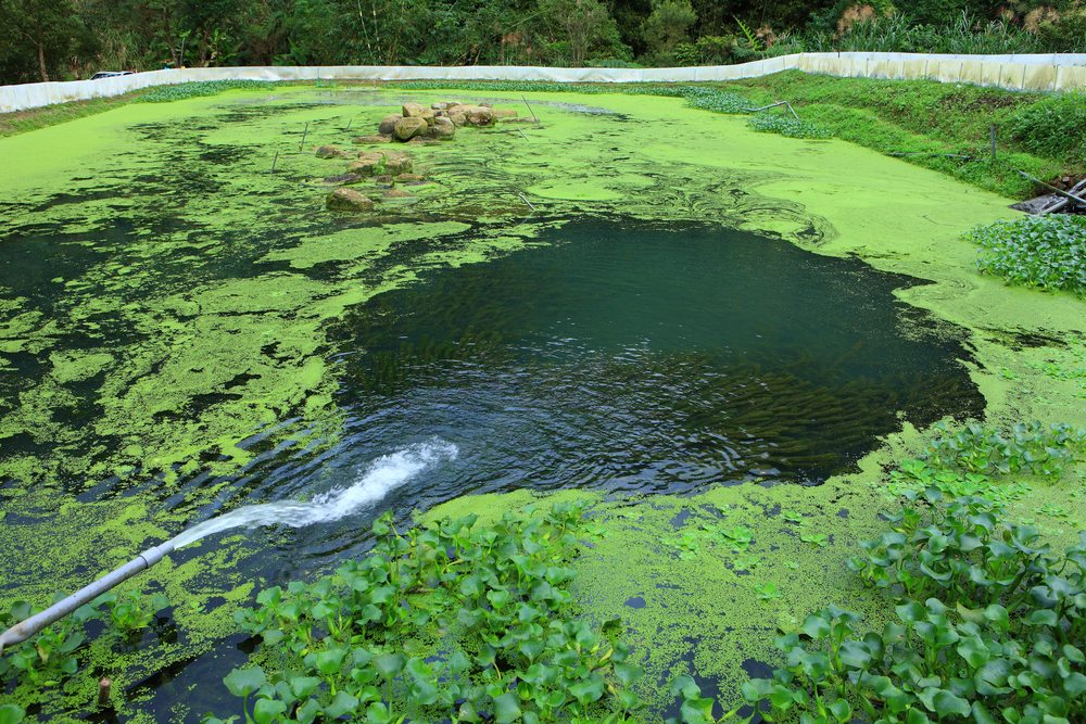 Enviro_Reps's tweet image. Got an Algae problem? Superbugs is a great solution!  Follow the link to learn more. 
instagram.com/p/CsjtDRqB0Tg/
#EnviroReps #Superbugs #PondCare #AlgaeSolution #EcoFriendlyProducts #HealthyPond #ClearWater #NaturalSolution #PondMaintenance #Superbugs #Clearwater #HealthyPond
