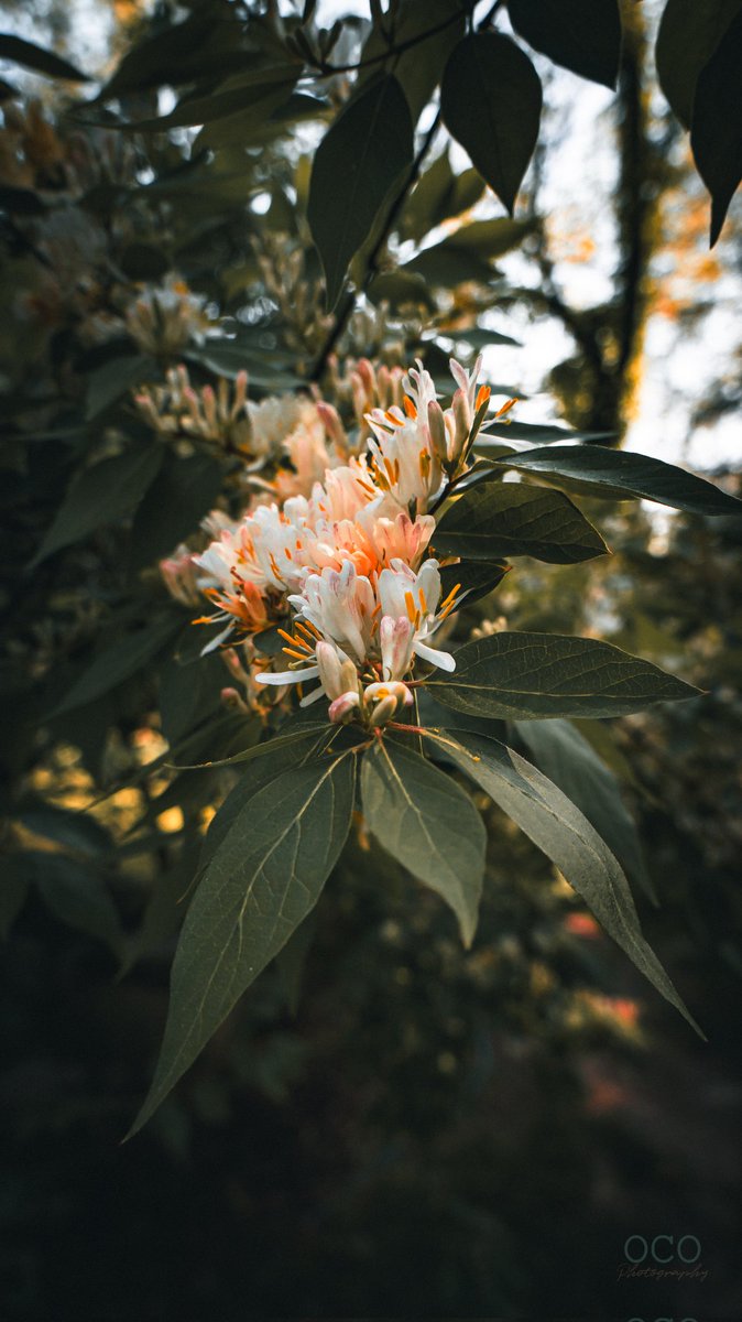 originalcoolone's tweet photo. Such beautiful flowers. What is your favorite flower to shoot?

#FlowersOfInstagram #FlowerPower #PurpleBlooms #NaturePhotography
#FloralBeauty
#PurplePassion
#NatureLovers
#Flowerstagram
#PurpleFlowers
#CaptureNature
#FlowerGram
#NaturePhotographer
#PurplePerfection https://t.co/2Zb9ZVxrEO
