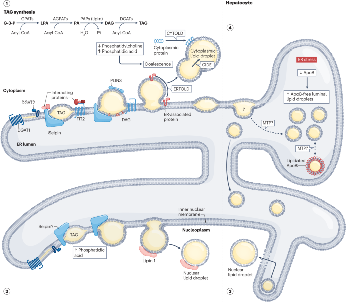 New content online: Lipid droplet biogenesis and functions in health and disease dlvr.it/SpVrTS