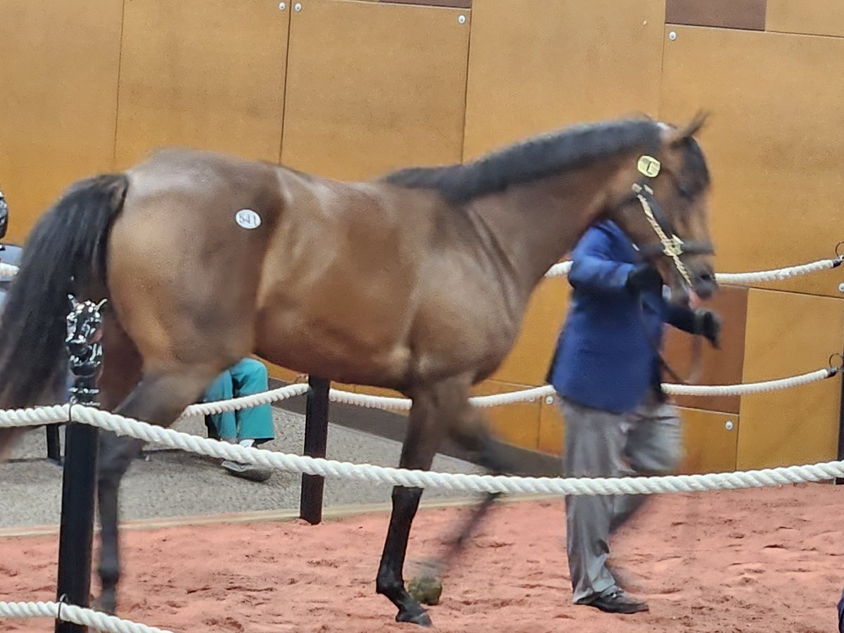 ThatsAmoreStabl's tweet photo. Flatter filly goes for $70,000 @FasigTiptonCo https://t.co/AoJfHIg4NW
