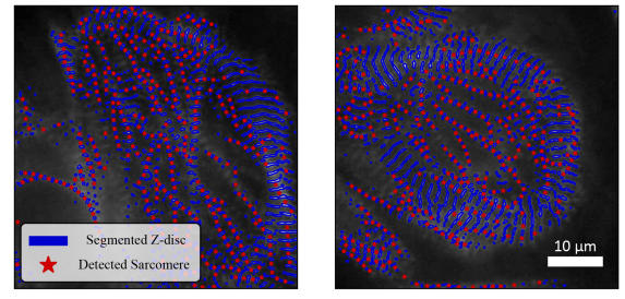 Campbell Muscle Lab @ UKY tweet media