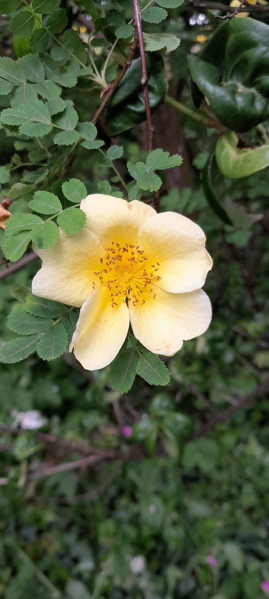 Beautiful Stillingfleet Lodge Gardens <a href="/SLGardens/">Stillingfleet Lodge</a>