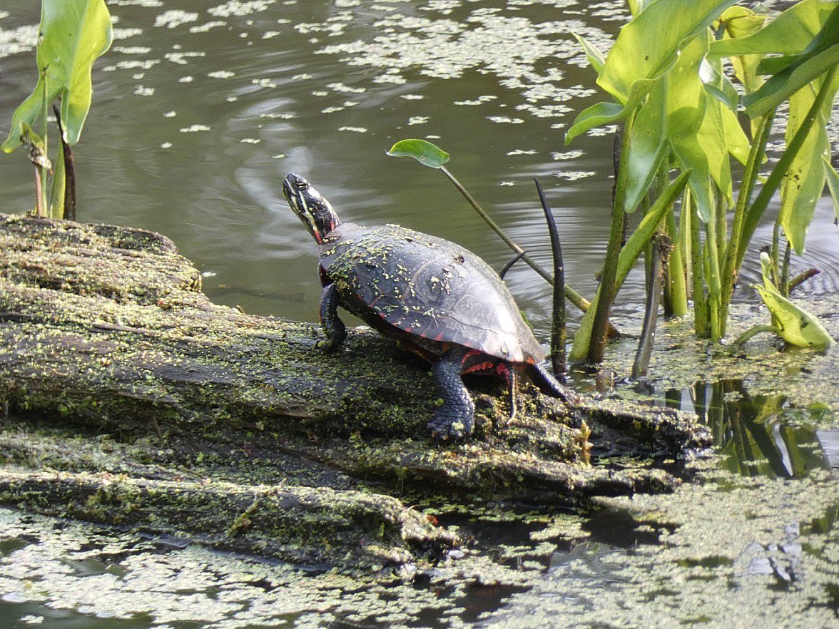 Spotted this little guy sunning himself this morning for #worldturtleday #turtles
