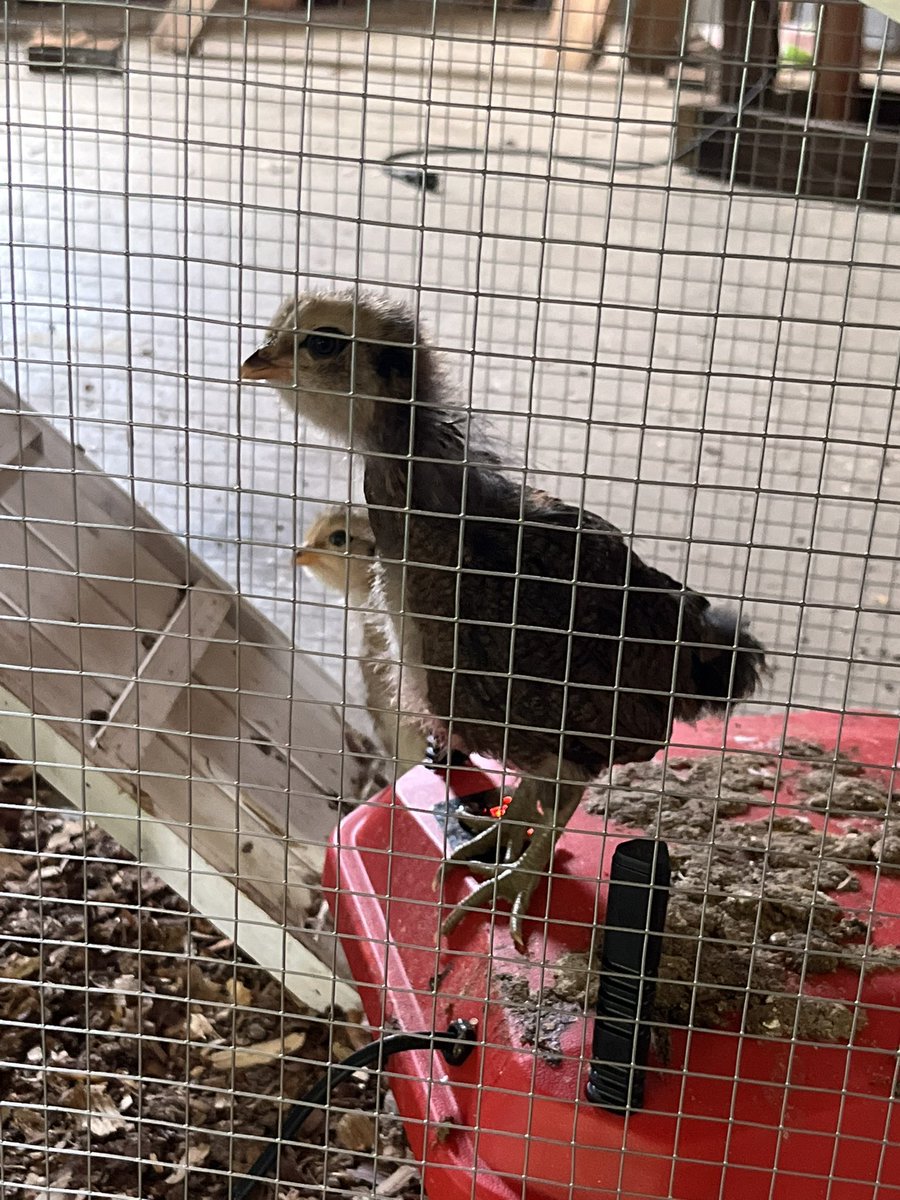 Chickens getting bigger #farm #farming #farmhouse #farmlife #farms #chickens #chicks #babychicks #babychickens #chicken #fresheggs #easteregger #farmfresh