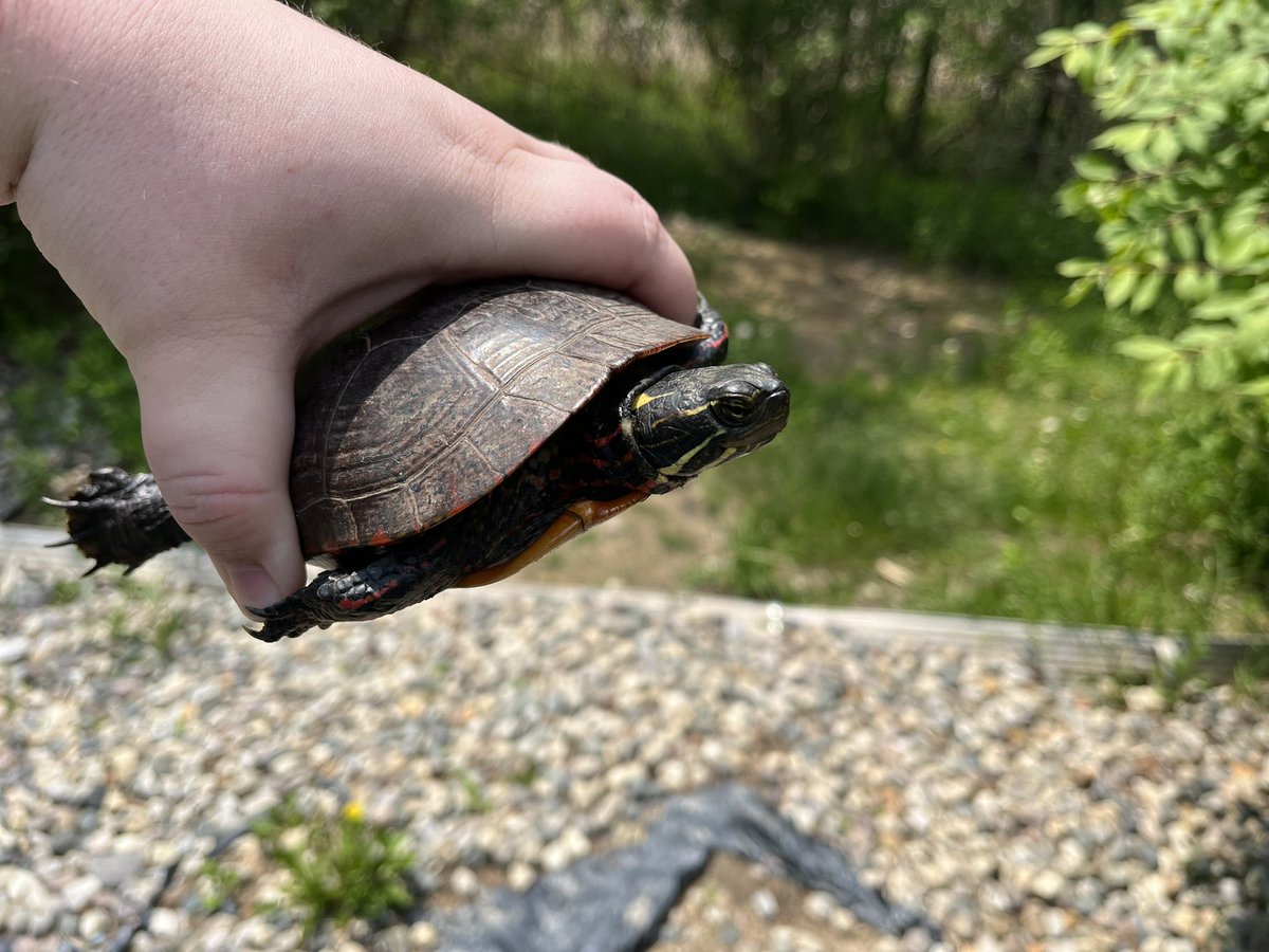 Happy #WorldTurtleDay2023 from this little Painted Turtle I helped over the curb on its way to the pond the other day.