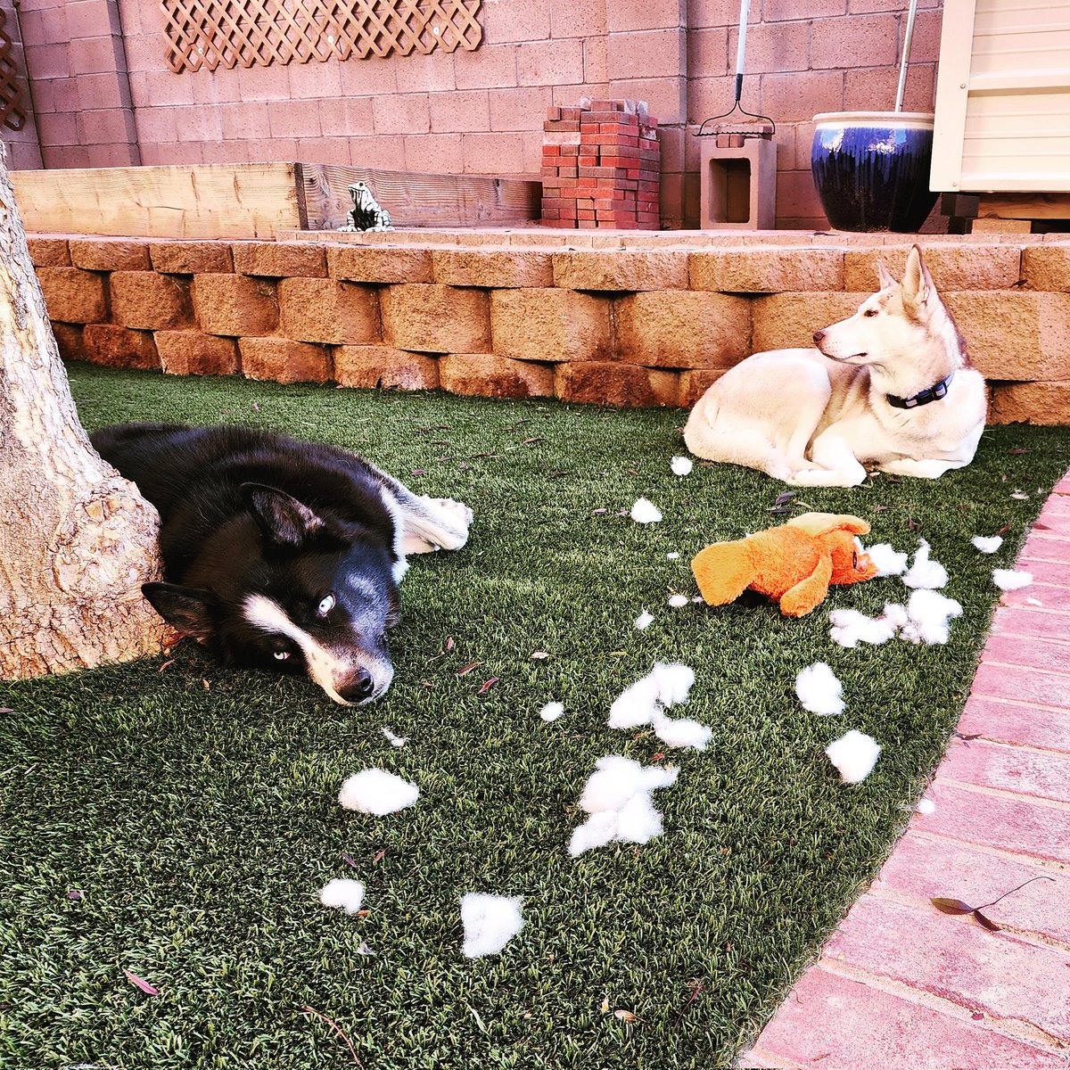 Powrdawg's tweet photo. @DogUmwelt I can relate #pawsitivetrainingabq https://t.co/PkBxu2E50F