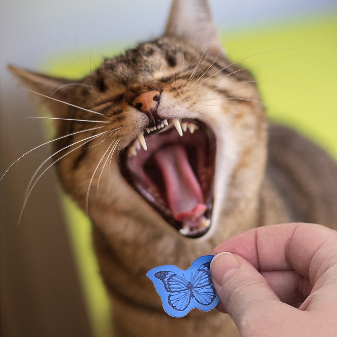 We think they liked the hats better...
Get your Cultivate Kindness registration stickers when you sign up for our 2023 Library Summer Challenge! 🌻📚 Register Here: bit.ly/43ntMD6