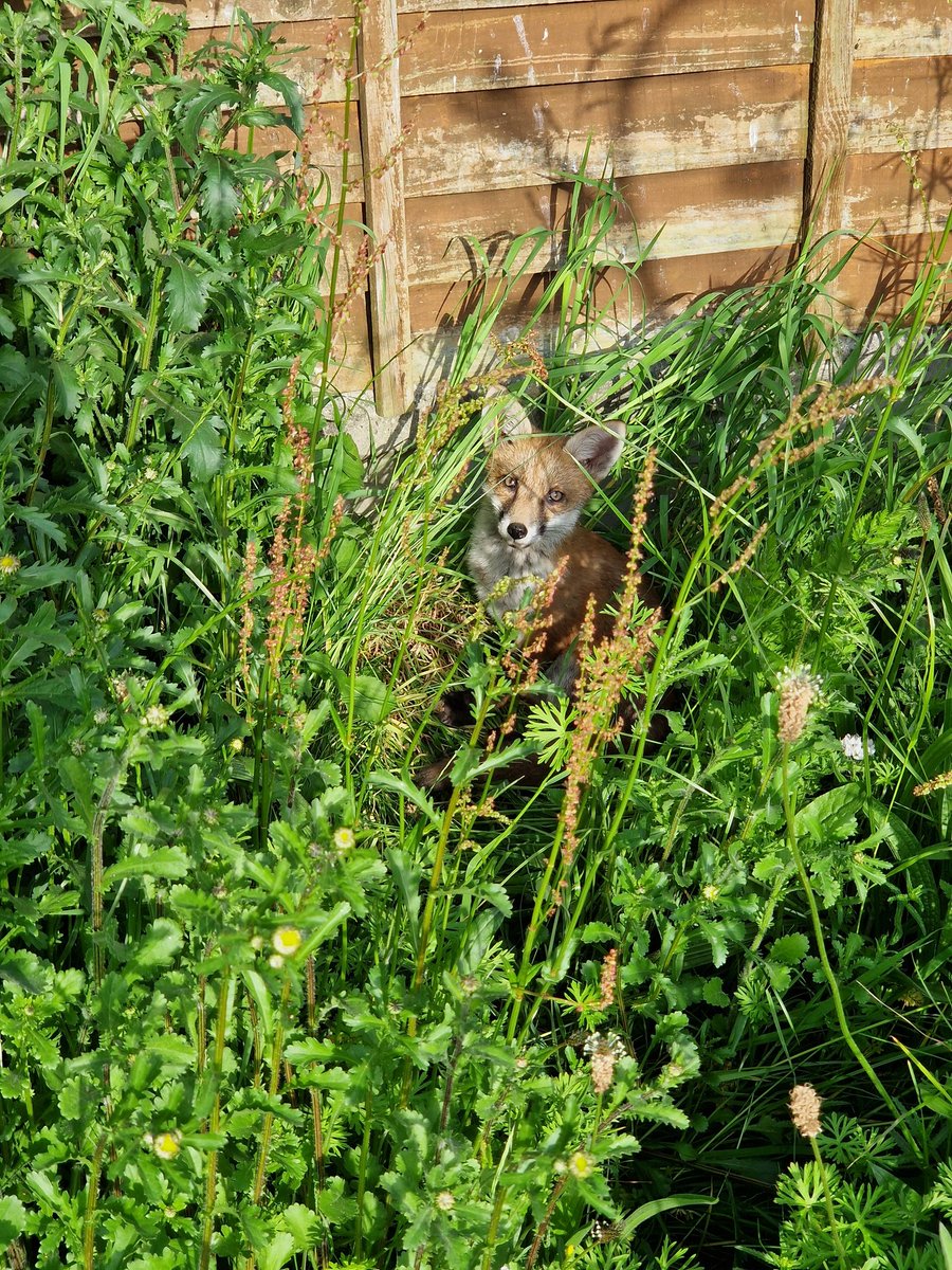 jbromhead87's tweet photo. Went to have a look in the garden after work and found this little one looking up at me from the mini meadow.

#wildlifegarden #wildlife #fox #foxoftheday https://t.co/2tfTjgQPkb