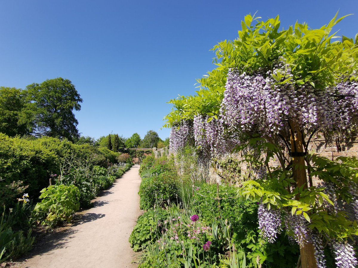 sbib_bloom's tweet photo. Lovely gardens  @NTbeningbrough at the weekend. Peak of Allium season (these ones 'Purple Sensation I think) and also of Wisteria.
#gardenstovisit #daysout @VisitYork #BeningbroughHall https://t.co/AGrS2GfioX
