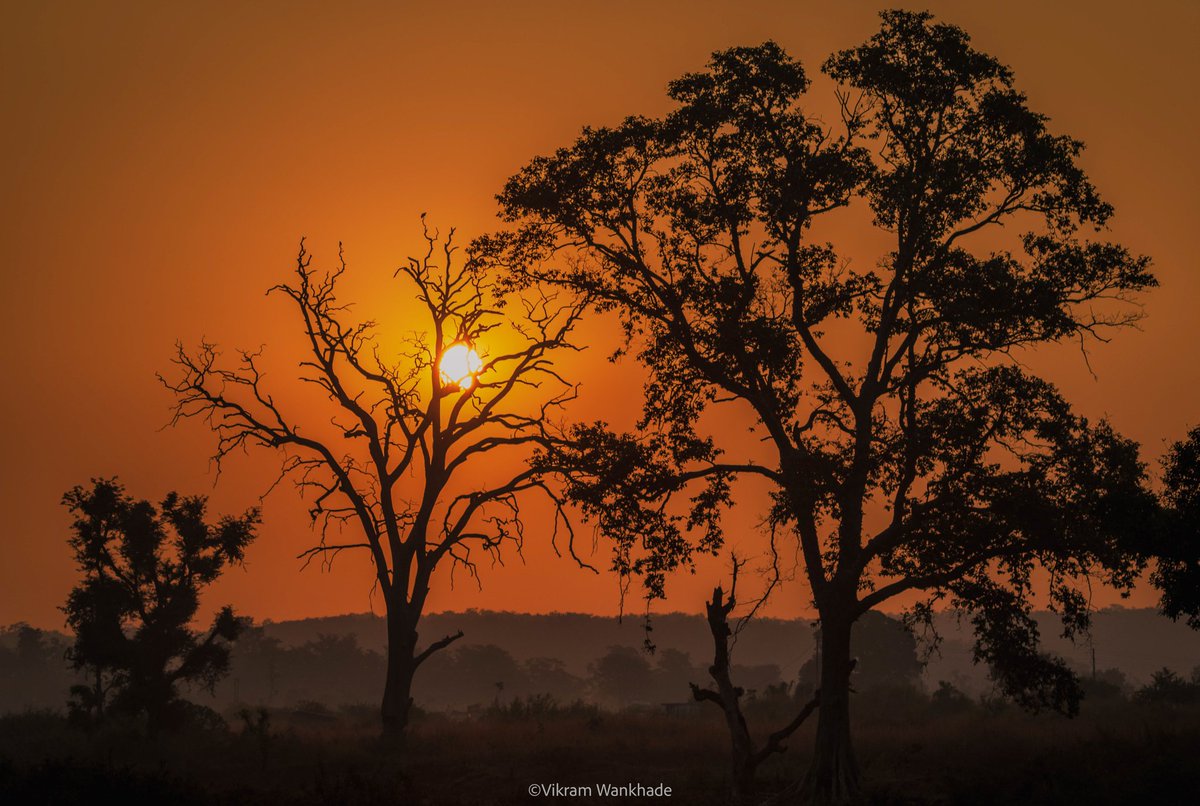 Bhandum, #Melghat #Tiger #Reserve 
.

.

·
·
·
#sunrise #nature #sunrise_lovers #sunrise_and_sunsets #sunrises #sun #sunriselovers #sunrise_madness #naturelovers #sunset #sky #beautiful #sunrise_pics #sunriselover #landscape #sunrise_sunset_aroundworld