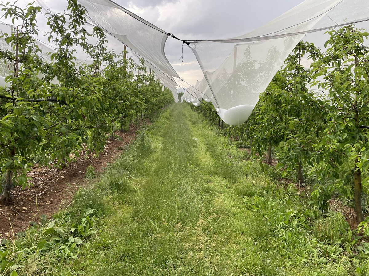 Julien Giraud tweet media