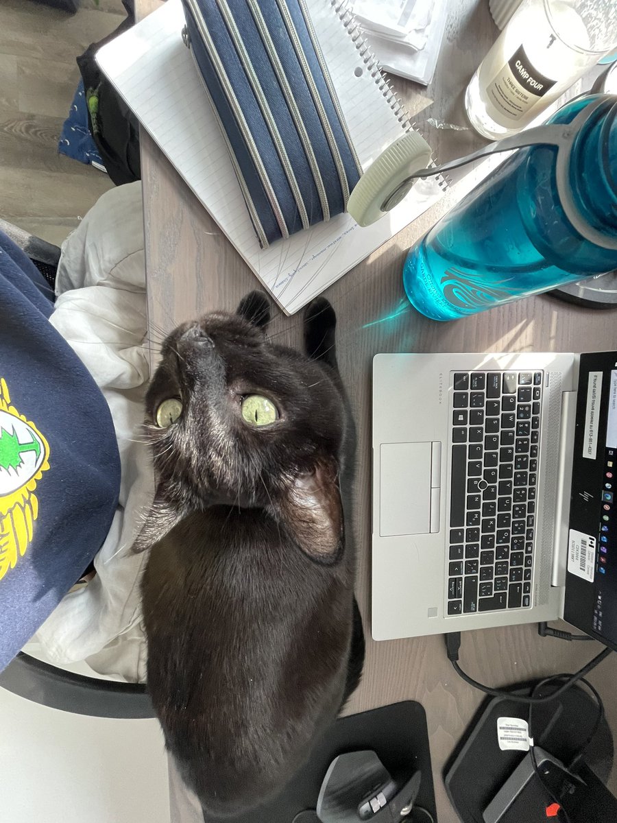 aCatNamedDaisy's tweet photo. @bluebuffalo @fatfatmillycat Blue buffalo I try writing u letter but it’s hard wif my little paws https://t.co/8qjzkwV4YP