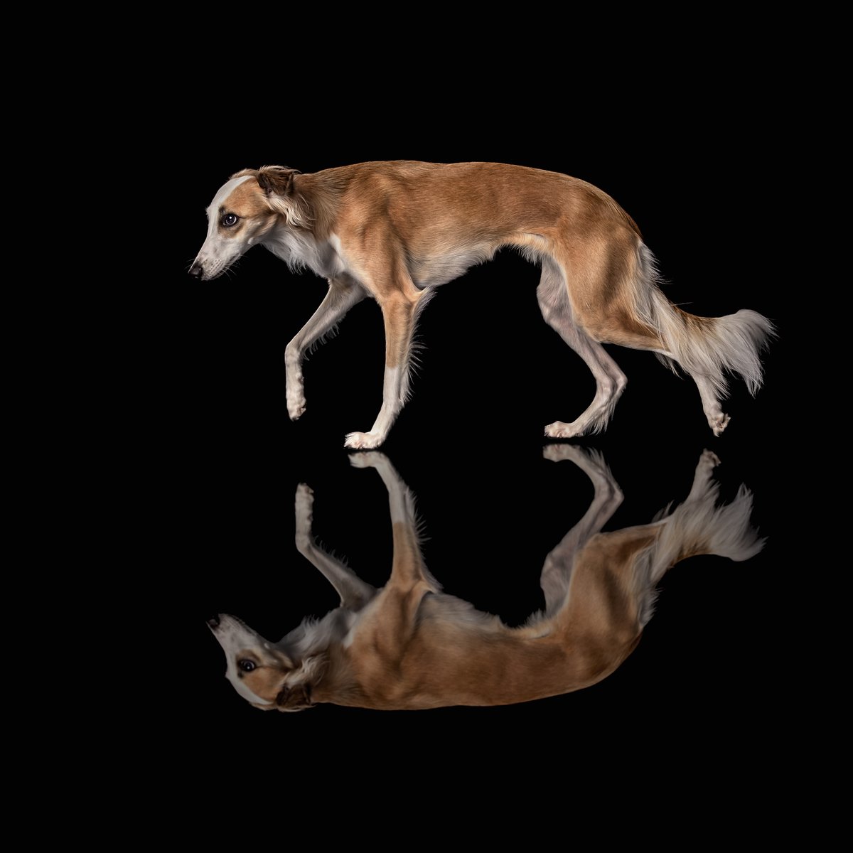 khphotography's tweet photo. Elegance in motion.
#karenhockerphoto #dogportrait #dogphotography #dogs #canine #karenhockerphotography #windsprite #bostonpetphotographer https://t.co/Q7oralMayk