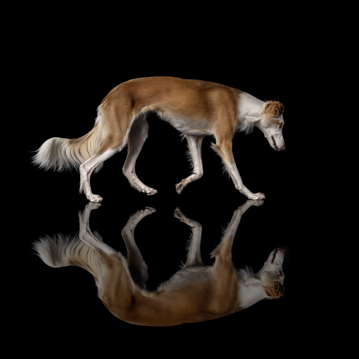 khphotography's tweet photo. Elegance in motion.
#karenhockerphoto #dogportrait #dogphotography #dogs #canine #karenhockerphotography #windsprite #bostonpetphotographer https://t.co/Q7oralMayk