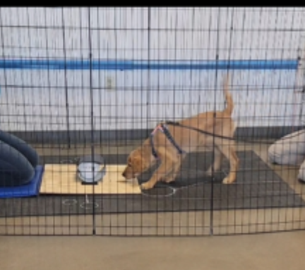 siouxfallspd's tweet photo. Here's another update on Leo! 
Maggie from @tenaciousdogs and Leo attended a Canine Cognition Seminar to help us learn how he navigates the world. 
A few fun facts about Leo: He is high in memory, persistent and right pawed!
Leo still has several months of training left.  /713 https://t.co/D7QoozJ9dl