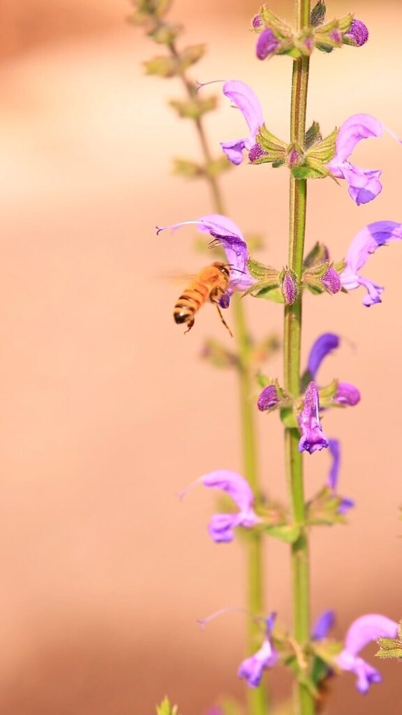 pocketmacro's tweet image. The bees are loving all the flowers! Spring time is the best!! 
#bees #bumblebee #honeybee #nature #nebraska #nebraskalandhttps://instagr.am/reel/Csm18mYtoG0/