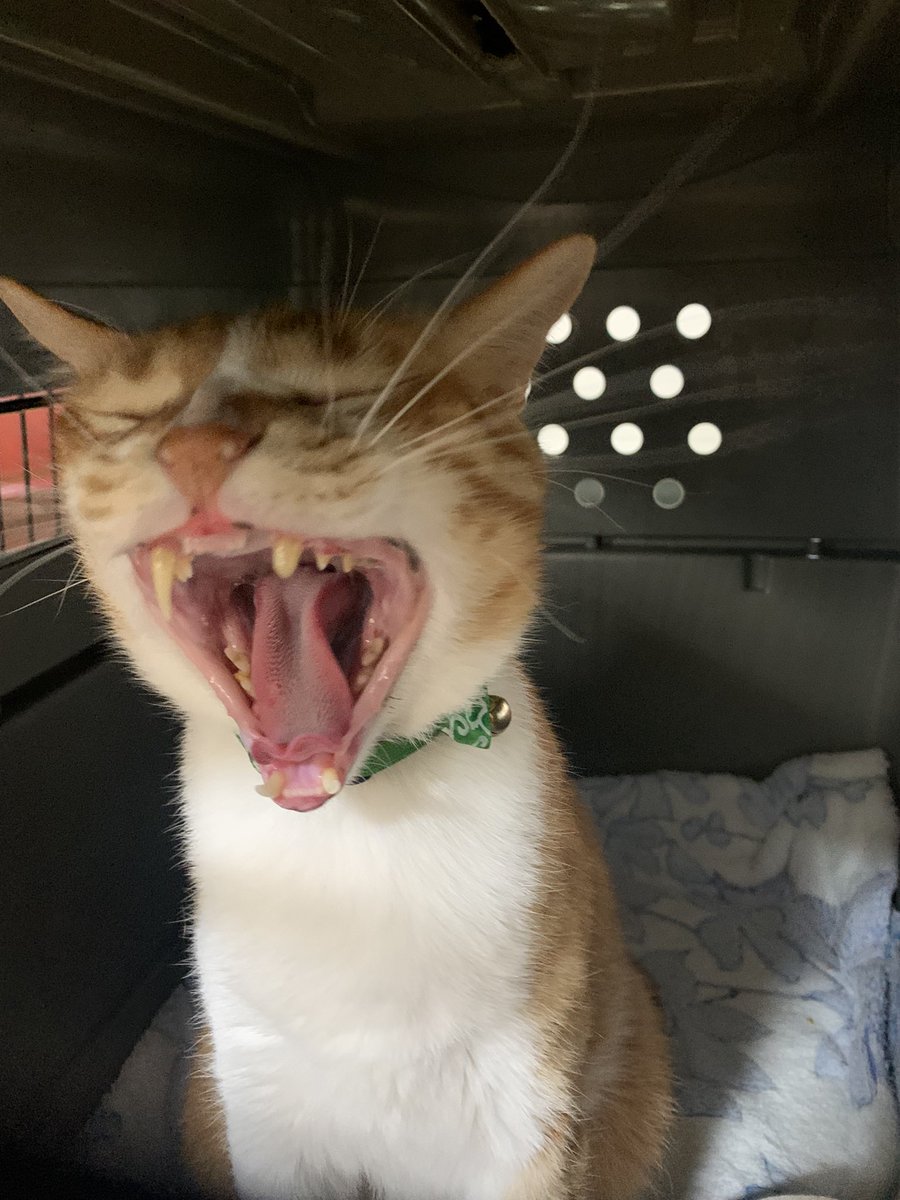Hiiponoki's tweet photo. ちょっとゲージに一時避難してた🐱

ふぁぁーってあくびした後に何事もなかったかの���うにキリッ✨ってなるの面白いレオくんです🐈 https://t.co/f8ihjvwH6x
