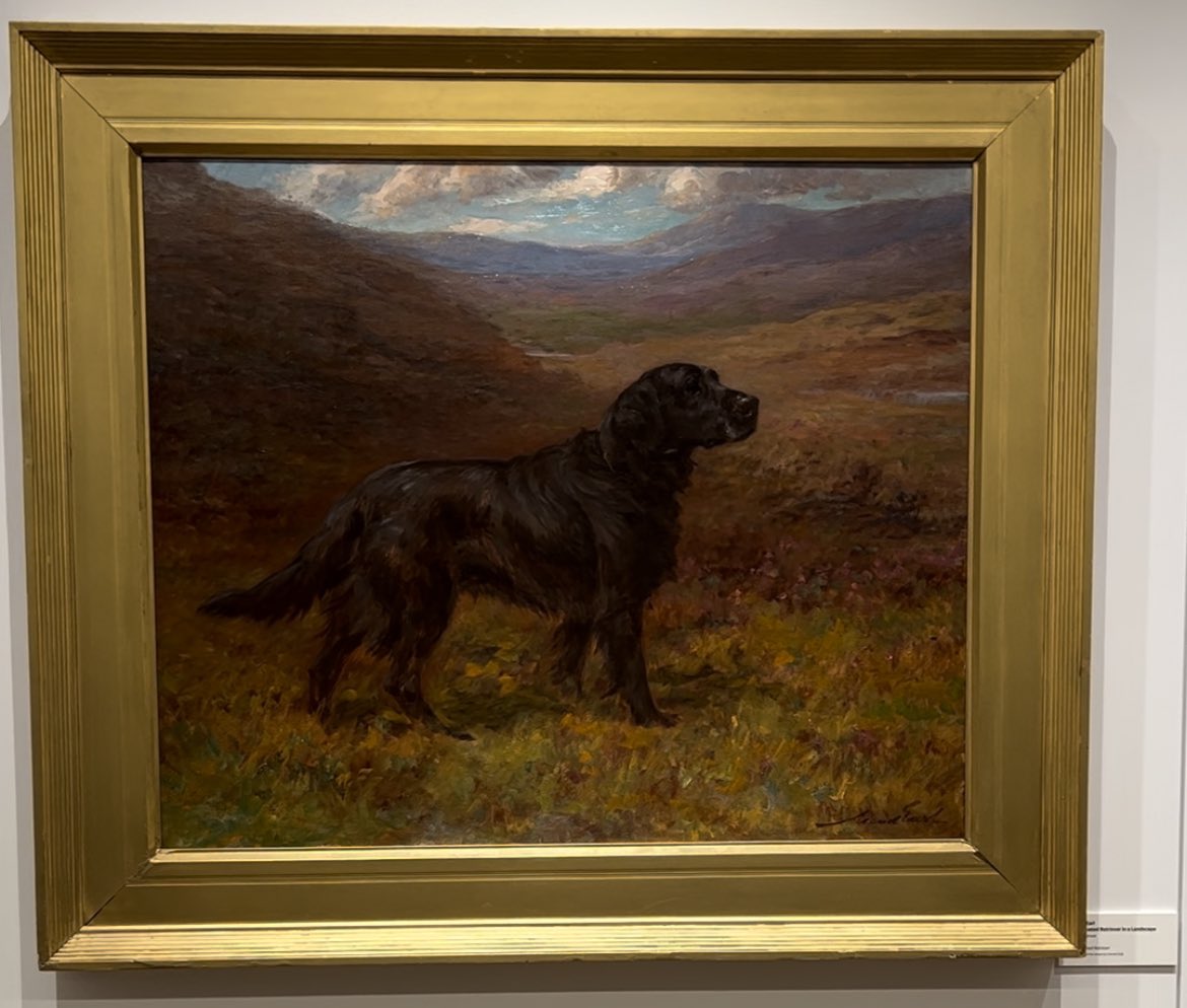 AKC Museum of the Dog (@akcmod) on Twitter photo Here’s a look at some of the almost 300 artworks that live in our shared offices with <a href="/akcdoglovers/">American Kennel Club</a>. Which is your fav? Here’s a look at some of the almost 300 artworks that live in our shared offices with <a href="/akcdoglovers/">American Kennel Club</a>. Which is your fav?
