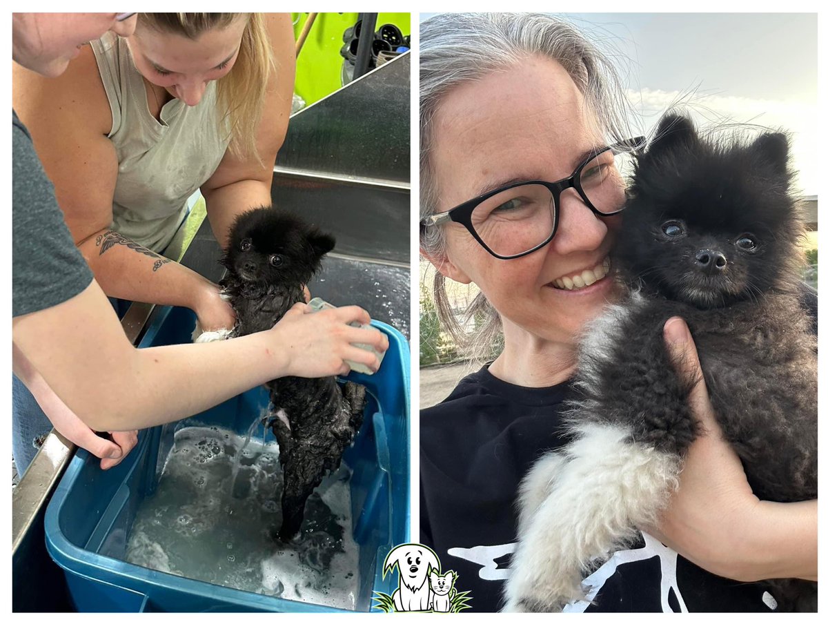 AARCS_Canada's tweet photo. Socks has stolen the hearts β₯οΈ of our volunteers in Edmonton. Heβs a wildfire evacuee but heβs getting all the love π₯° that our rescues getβ¦ even a bath! π§Ό
DONATE π https://t.co/MC2rEWQ3LT
#ABWildfires #SocksRocks #AARCS https://t.co/IuAg9cqSG2