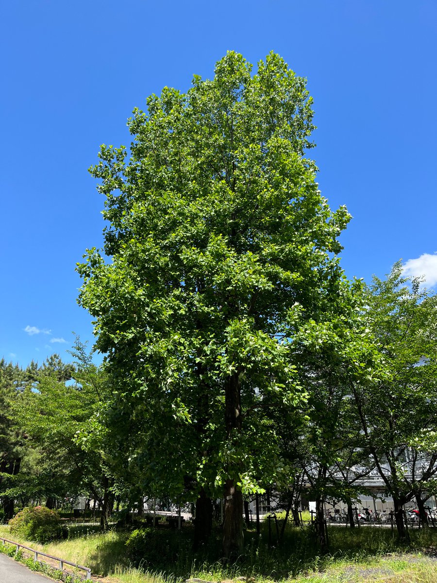 RISH_KyotoUniv's tweet photo. a sunny day in spring @UjiCampus
#RISH #KyotoUniversity #Humanosphere #Kyoto #uji #spring #tulippoplar #dogwoods https://t.co/SBe60ihmkN