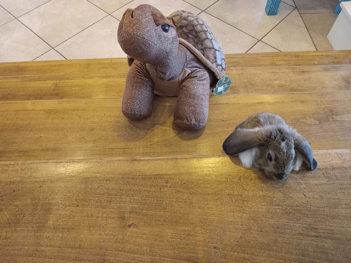 spibirding's tweet photo. Today’s shenanigans brought to you by, Star, our cutie patootie residential rabbit. Here is Star trying to race a stuffed tortoise up the staircase. Say hi to Ray Escobar, from San Antonio, TX! Here he is slyly trying to convince Star to be his best friend. Star says come on over https://t.co/8BXQY5BRTX