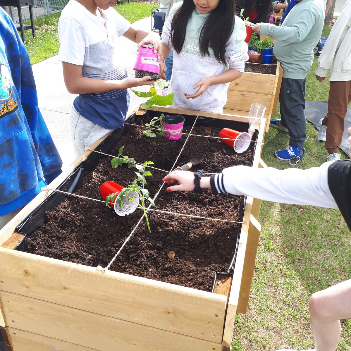 Hansonlovestech's tweet photo. Months of planning, planting, observing, questioning, building, testing and rebuilding for today - planting day! I'm actually not even sure what to say, except - let the journey continue! @EcoSchoolsCAN #APEGAInEd https://t.co/SZUKBlUwul