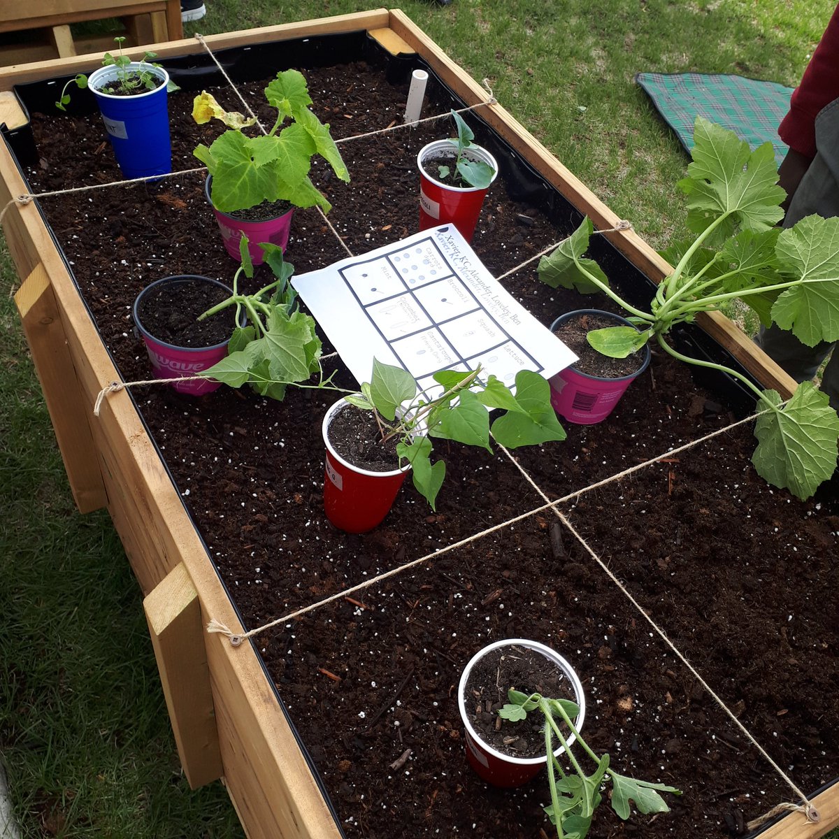 Hansonlovestech's tweet photo. Months of planning, planting, observing, questioning, building, testing and rebuilding for today - planting day! I'm actually not even sure what to say, except - let the journey continue! @EcoSchoolsCAN #APEGAInEd https://t.co/SZUKBlUwul
