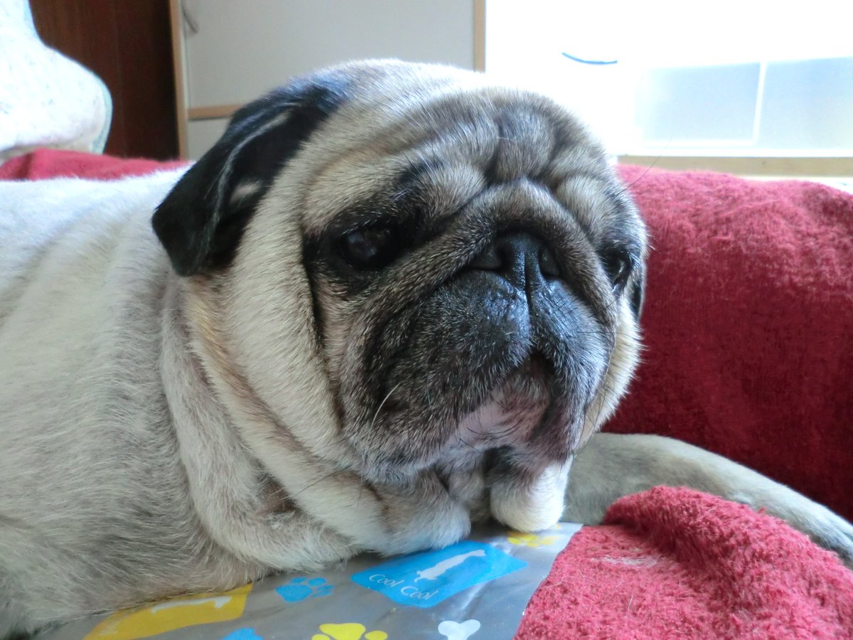 よっし！ジム行ってくるー！ぽよパグぼたんちゃん、少しでもタルタルをひきしめたいよー https://t.co/VPD6zBAJw1