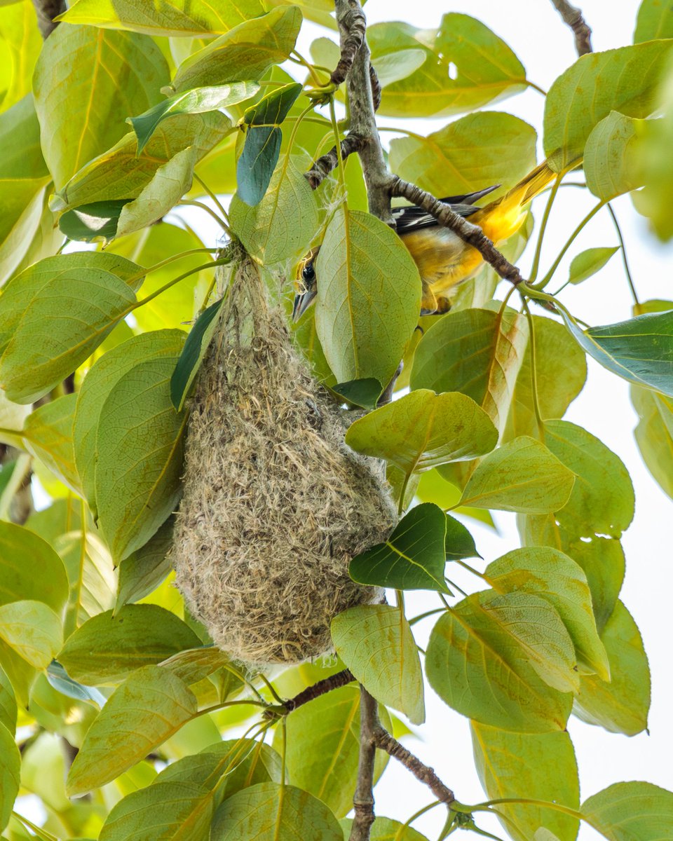 Look what I found in our Poplar Tree! 

#birdwatching #baltimoreoriole #nesting #nature #wildlife