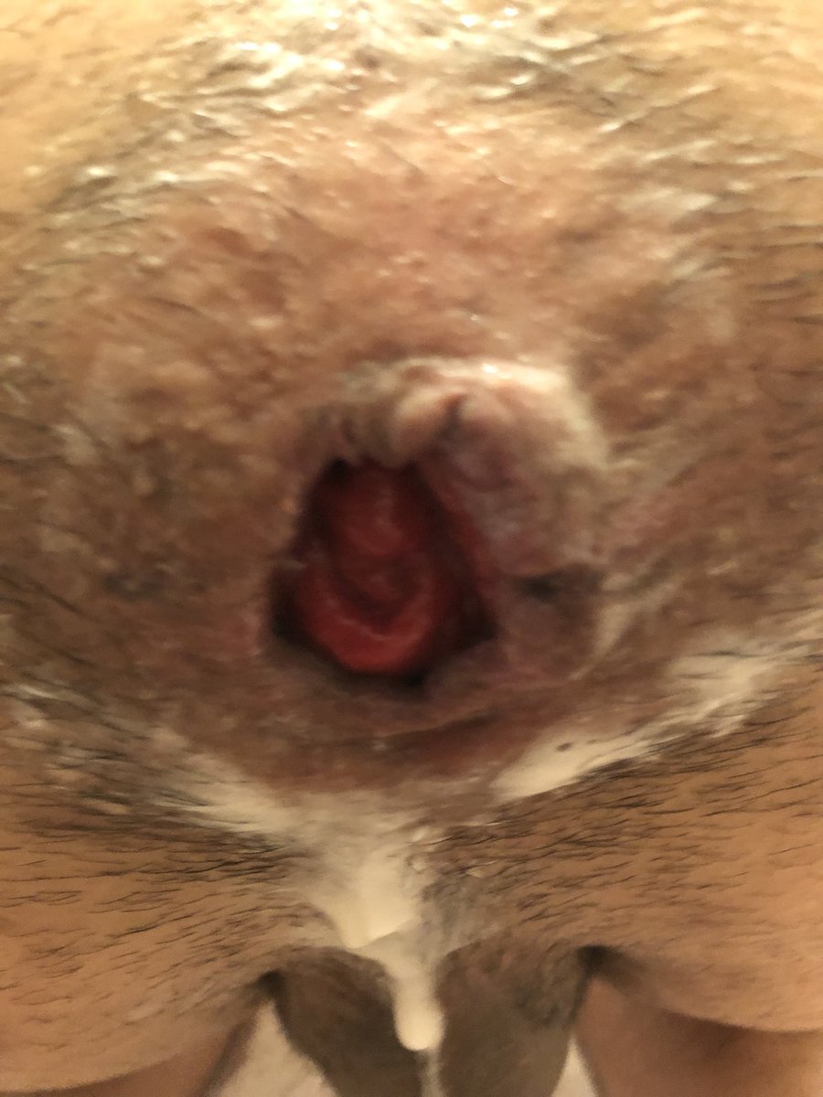 熊熊博士 (@ahaljibahalji) on Twitter photo 