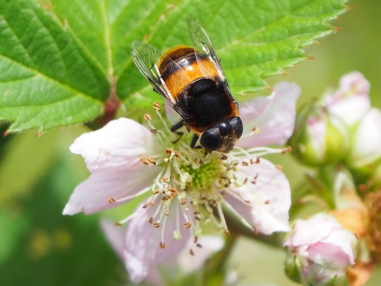 ハナバチかと思ったらハナアブだった。

#京都市動物園 #kyotocityzoo #ハナアブ #蜜 #送紛者 #ハエの仲間 #羽は2枚 #ハチに似ている #ハチは羽4枚 #擬態 #ベイツ型 #危険はありません #hoverfly #nectar #pollinator #Diptera #Twowings #Resemblesbees #Beeshavefourwings #Batesianmimicry